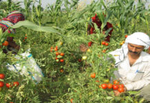 సంప్రదాయ వ్యవసాయానికి దిక్సూచి