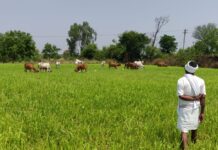 గోచర భూముల అవసరం ఎందుకంటే…