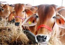 ‘ఆంధ్ర గో-పుష్టి’ బ్రాండ్ వచ్చేస్తోంది!