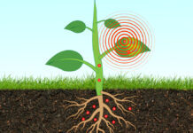 ఇక మొక్కలూ మెసేజ్ పంపుతాయ్!