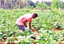 కిలో టమాట 1 రూపాయి మాత్రమే!