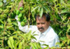 ఈ మామిడి ఏడాది పొడవునా కాస్తుంది…