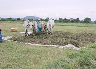 జీరో బడ్జెట్ నేచురల్ ఫార్మింగ్!
