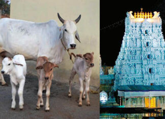 శ్రీవారి సేవకు దేశీ ఆవు నెయ్యి