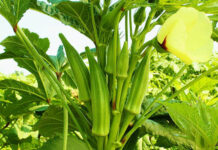 పాత కుండీల్లో ఆర్గానిక్ బెండ