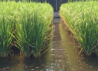 వరి-చేప సహసాగుతో అధికాదాయం