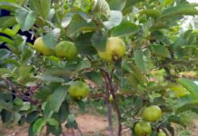 ఆర్గానిక్ జామతో రుచి, లాభం!