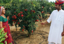 ఆర్గానిక్ పంటల మహిళా మిలియనీర్