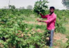 ఆర్గానిక్ అంజీరతో అధికాదాయం