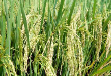 ఆర్గానిక్ పంటలతో ఆరోగ్య భారతం!