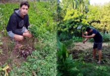 కాంక్రీట్ జంగిల్లో పచ్చని పొలం