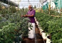 టెర్రస్ పై రోజూ 20 కిలోల కూరగాయల పంట