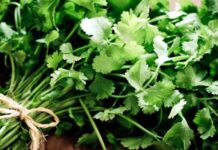 పెట్టుబడి తక్కువ.. రాబడి ఎక్కువ