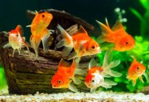 ఆడవారికి ఆదాయం.. ఆహ్లాదం!