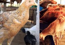 ఎకరంలో ఎన్నో పంటలు..!