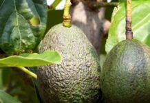 వెన్నపండు. లాభాలు మెండు