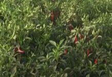 సహజ పద్ధతిలో మిరప రక్షణ