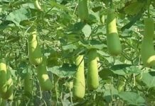 పందిరిపై బీర, సొర సాగు