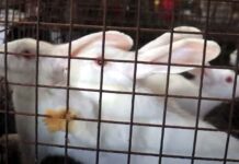 ప్రాఫిటబుల్ రాబిట్ ఫార్మింగ్