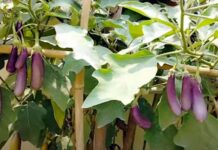 పచ్చ పచ్చగా పెరటి మొక్కలు