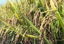 సూపర్ ఫైన్ వరి ‘జీనెక్స్’ చిట్టిపొట్టి