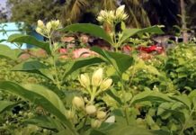 ఆర్గానిక్ పద్ధతిలో మల్లెపూల సాగు