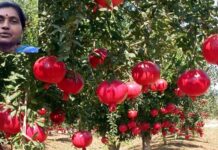 స్కూల్ ప్రిన్సిపాల్ కొత్త ఆలోచన