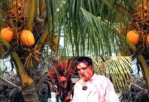 మూడేళ్లకే కాపు, మూడు ఫీట్లకే పంట