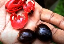 జాజికాయ పంటతో ఇంట సిరులు