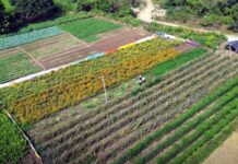 డైలీ అగ్రి ఏటీఎం!