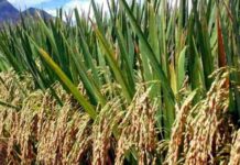 వరిలో తక్కువ ఖర్చుతో ఎక్కువ పిలకలు