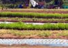 ఒకే బెడ్పై ఐదు పంటలు