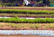 ఒకే బెడ్పై ఐదు పంటలు