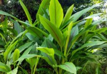 పసుపు ఆకులతో ఆరోగ్య ఆయిల్