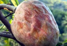 ఆరోగ్యానికి శ్రీరామరక్ష రామాఫలం