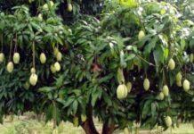 మామిడి మొక్కకు శిక్షణ