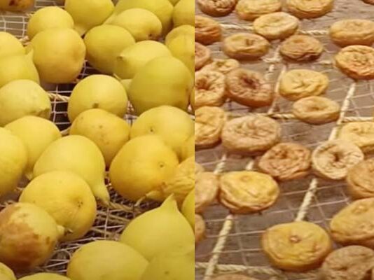 టెర్రస్పై 4 నెలలకే అంజీర పంట