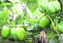 షేడ్నెట్ కింద క్యాప్సికం పంట