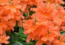 కాసుల రాసుల కనకాంబరాలు