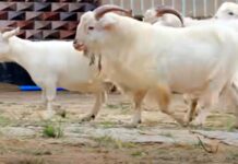 పొట్టి మేకలతో గట్టి లాభం