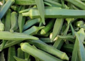 బెండ విత్తేందుకు బెస్ట్ టైమ్