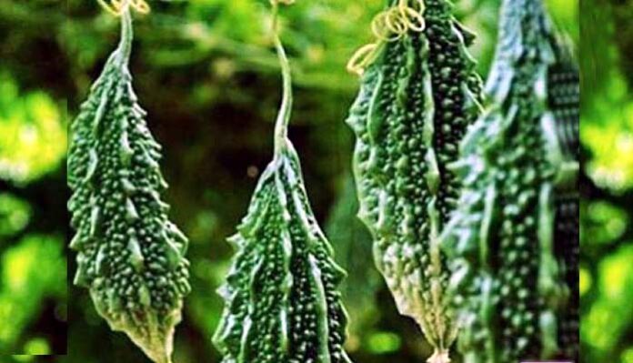 bitter gourd top