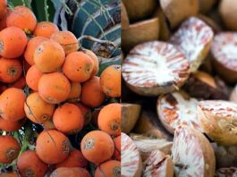 వక్కసాగు లెక్కేంటో చూద్దాం