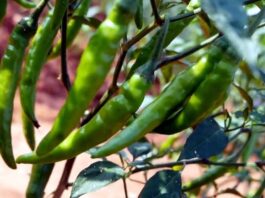 ఖర్చుల మోతకు టాటా!