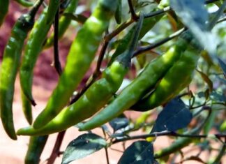 ఖర్చుల మోతకు టాటా!