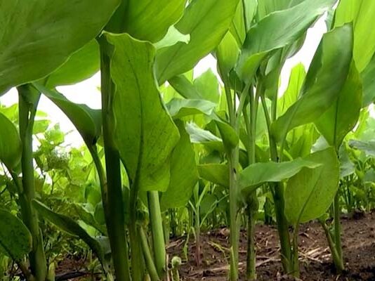 ఆర్గానిక్ పసుపులో ఆదర్శ గ్రామం