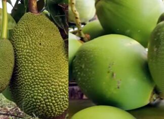 కొబ్బరి మధ్యలో పనస, వక్క, మినప