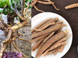 తక్కువ పెట్టుబడితో ఎక్కువ లాభాల అశ్వగంధ