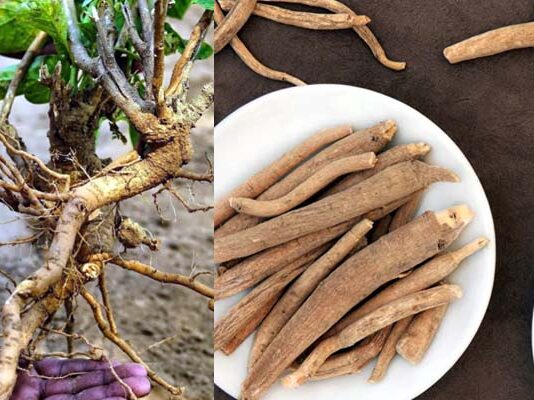 తక్కువ పెట్టుబడితో ఎక్కువ లాభాల అశ్వగంధ