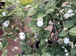 అన్నంతో అధికంగా మల్లెపూలు